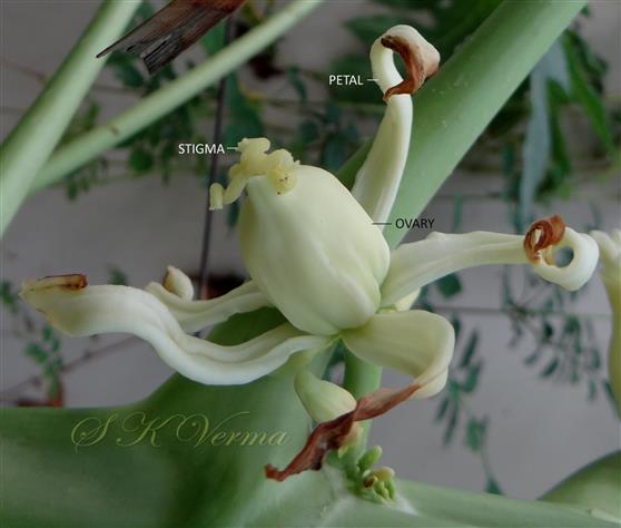  Female Flower